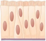 C:\Users\1\Downloads\images (1).jpg